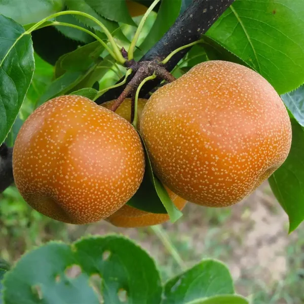 Nijiseiki Asian Pear tree with ripe fruits in an Indian orchard