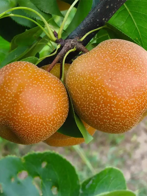 Nijiseiki-Pear-Plant-Care Nijiseiki Asian Pear tree with ripe fruits in an Indian orchard