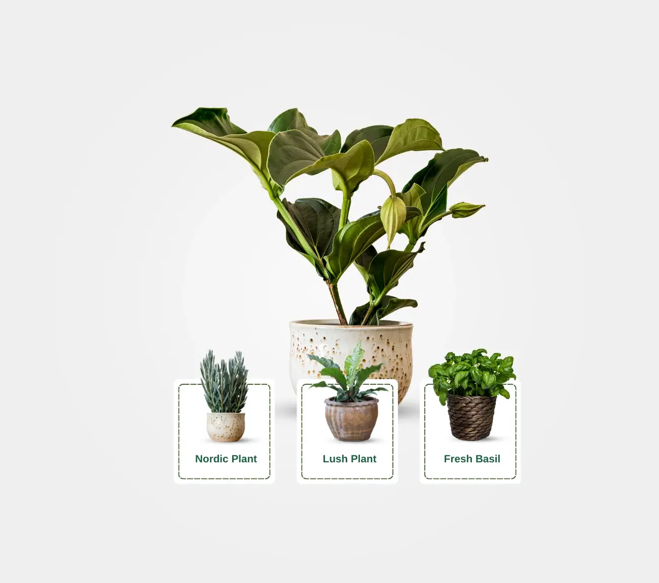 setup beautiful outdoor garden