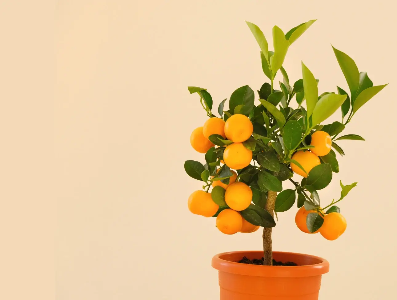 Citric fruit plants growing in the large pot