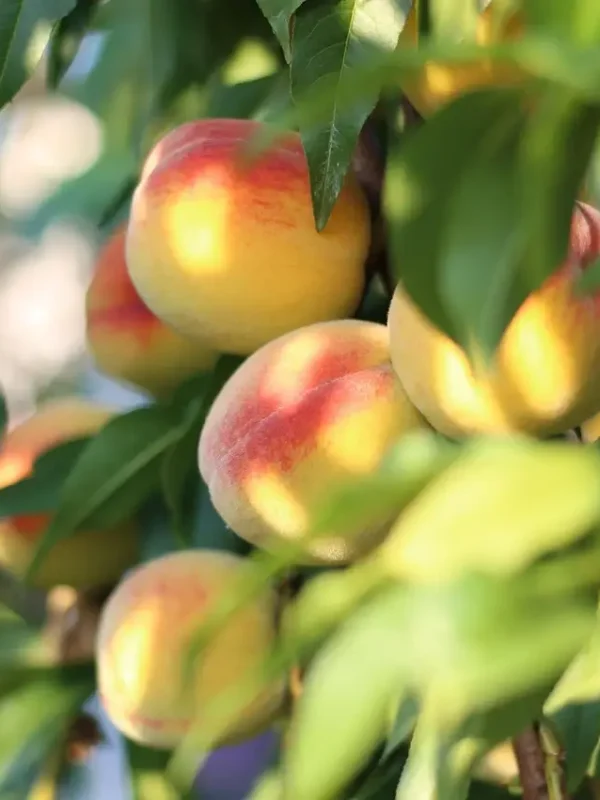 prabhat-peach Bunch of ripe Prabhat peaches hanging on a tree branch with green leaves
