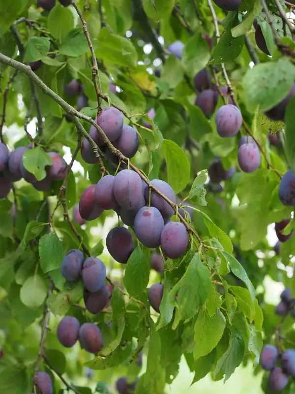 satluj purple palm Satluj Purple Plum fruits on tree
