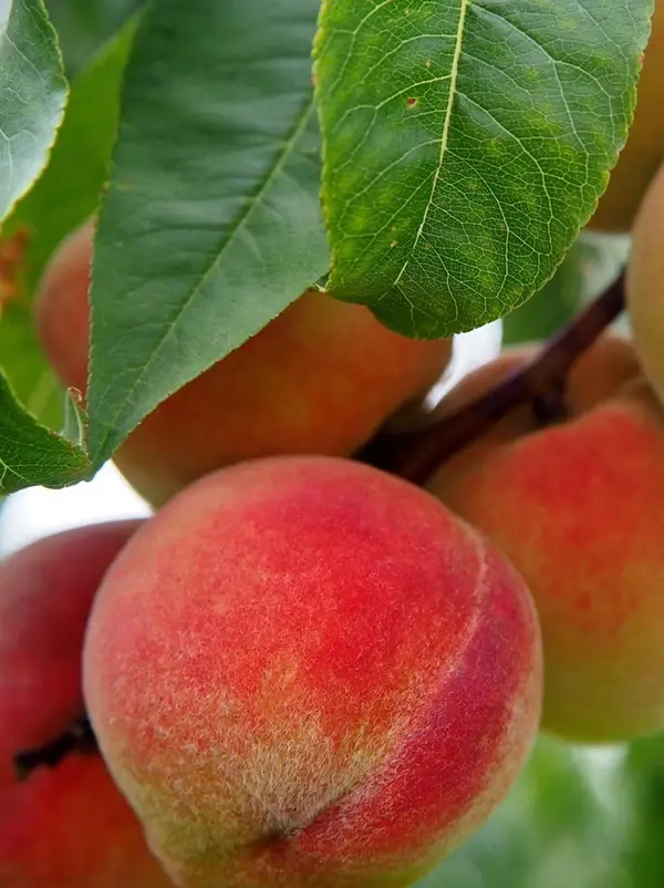 Shane Punjab Peach tree with fruits and bright green leaves
