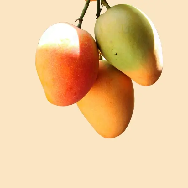 Tropical fruit plant varieties