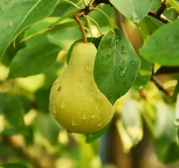 Grafted Punjab Beauty Pear plant in a sturdy nursery
