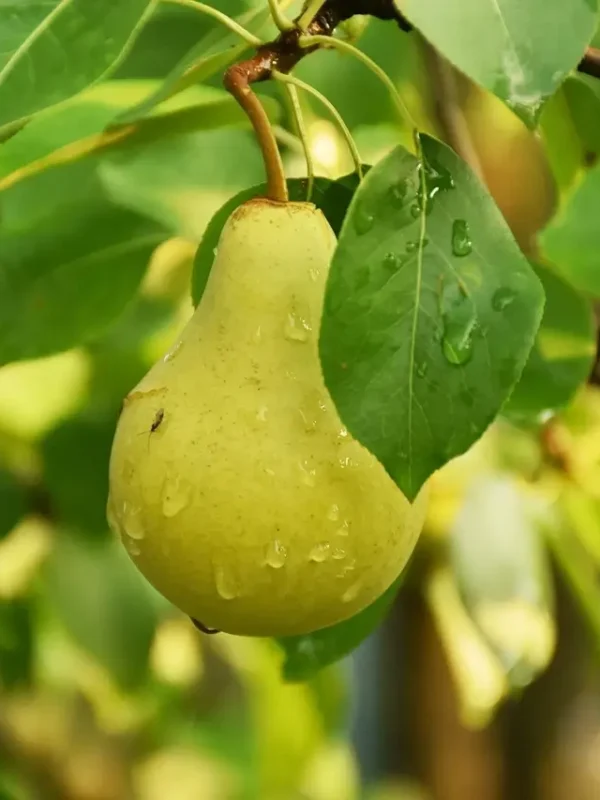 Grafted Punjab Beauty Pear Grafted Punjab Beauty Pear plant in a sturdy nursery