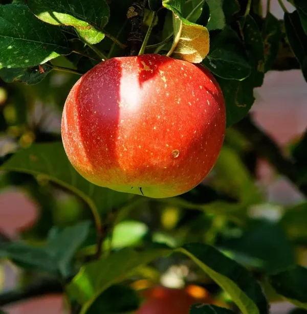 HRMN-99 Apple Plant on the branch