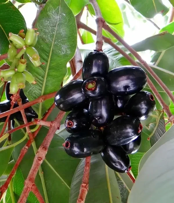 KG10 Jamun Grafted KG10 Jamun plant in a nursery