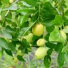 A bunch of green Apple Plant fruits hanging on a branch.