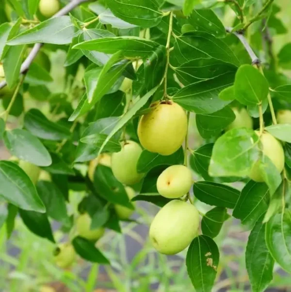 Thai Green Apple Ber A bunch of green Apple Plant fruits hanging on a branch.