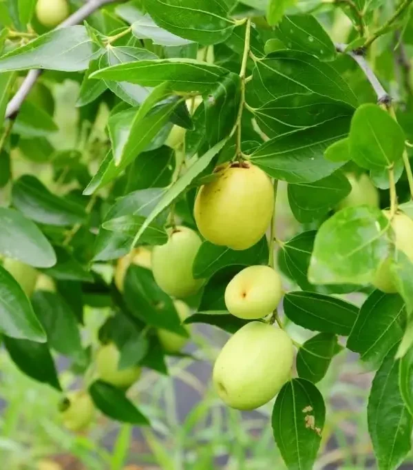 A bunch of green Apple Plant fruits hanging on a branch.