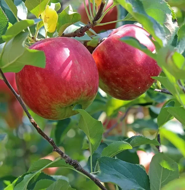 Grafted Anna apple plant in a nursery
