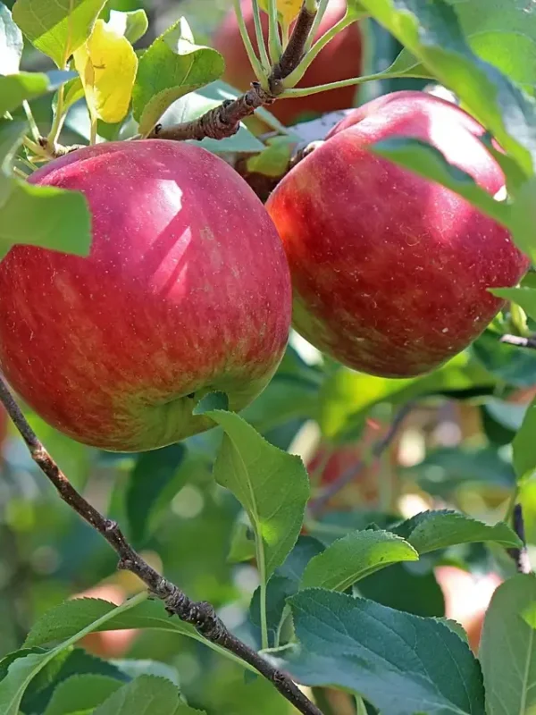 anna-red-apple Grafted Anna apple plant in a nursery