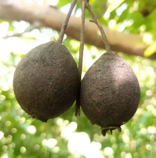 Grafted Black Diamond Guava plant in a black nursery