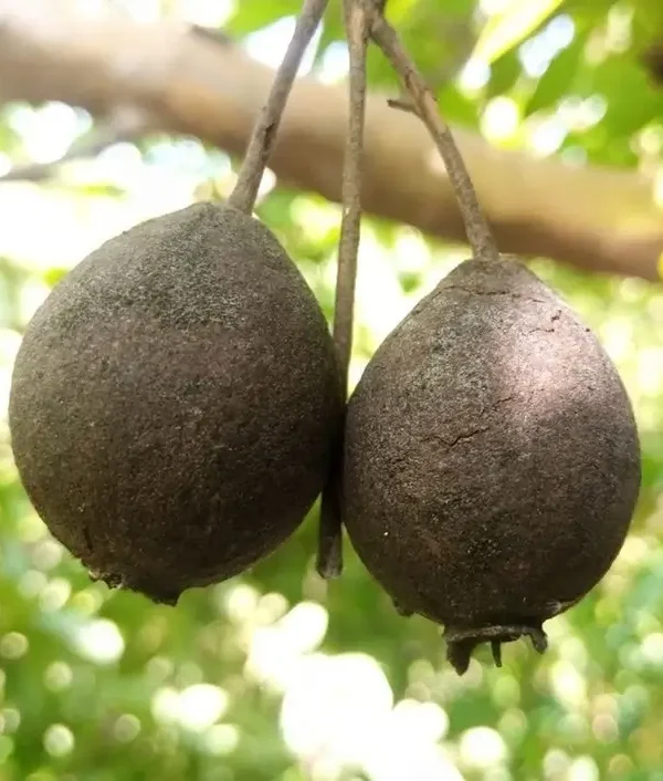 black-guava Grafted Black Diamond Guava plant in a black nursery