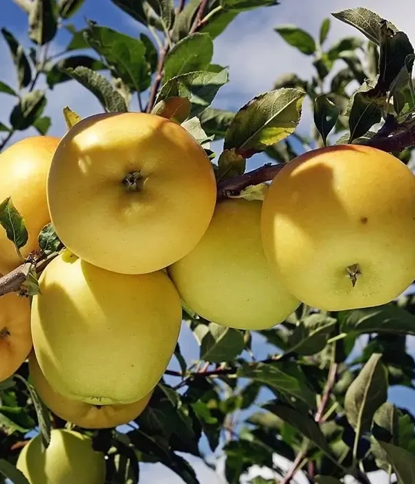 dorsett-apple Golden Dorsett Apple Plant growing in home garden.