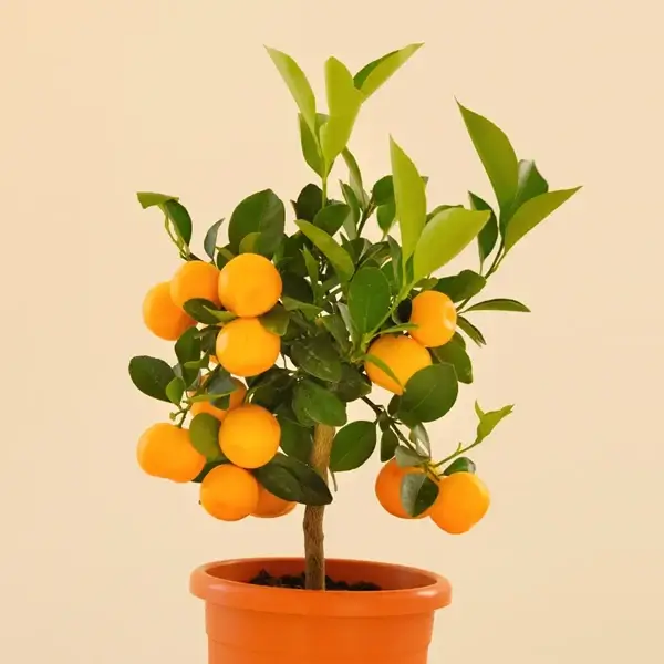 Peach fruit as a low chill variety