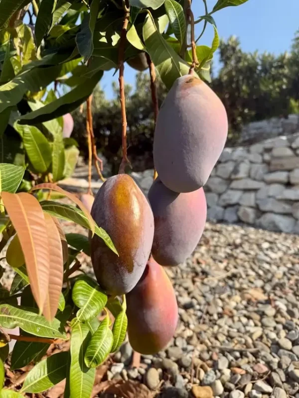 Osteen mango fruit purple red skin