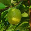 Grafted Red Guava plant with large green fruits.