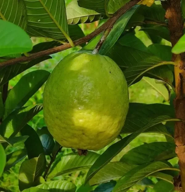Grafted Red Guava plant with large green fruits.