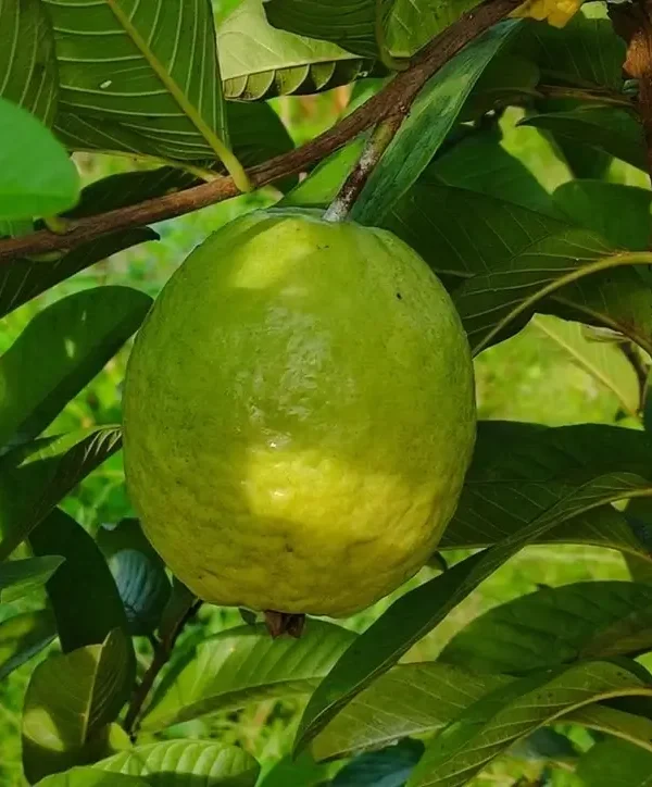 red-guava Grafted Red Guava plant with large green fruits.