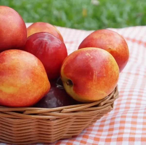 snow queen nectarine fruit Snow queen nectarine plant fruit are kept in the small basket