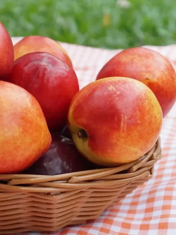 Snow queen nectarine plant fruit are kept in the small basket