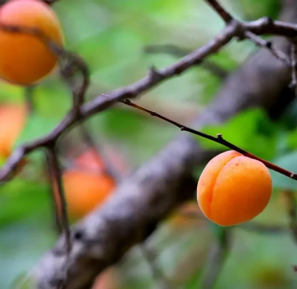 Close-up of Vibaco Apricot plant fruit on a young branch.