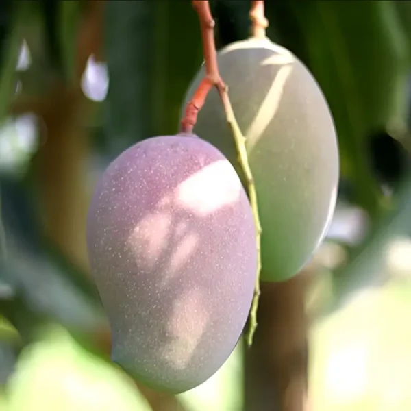 Grafted CISH Ambika mango plant for home garden