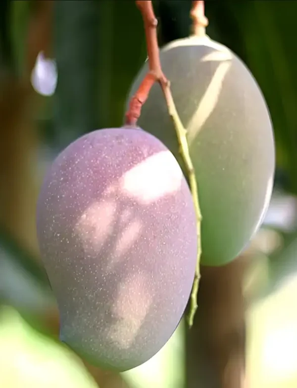 Grafted CISH Ambika mango plant for home garden