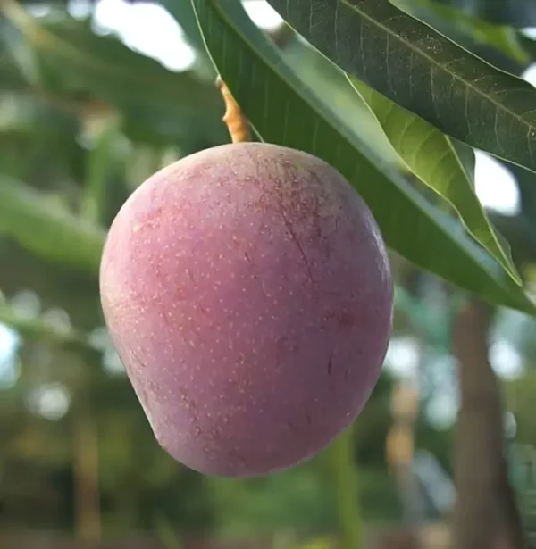 Arunika mango plant CISH Arunika mango plant growing in garden