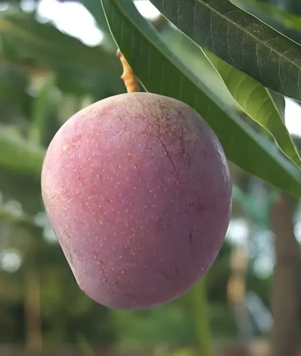 Arunika mango plant CISH Arunika mango plant growing in garden