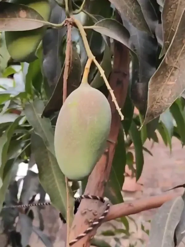 Pusa Lalima mango plant with red shaded mango fruits