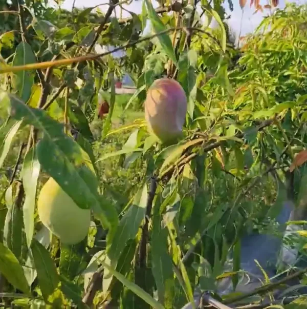 Pusa Pitamber Mango Pusa Pitamber mango plant grown in Indian garden