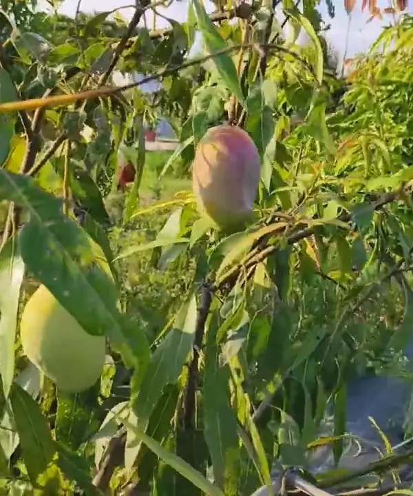 Pusa Pitamber Mango Pusa Pitamber mango plant grown in Indian garden