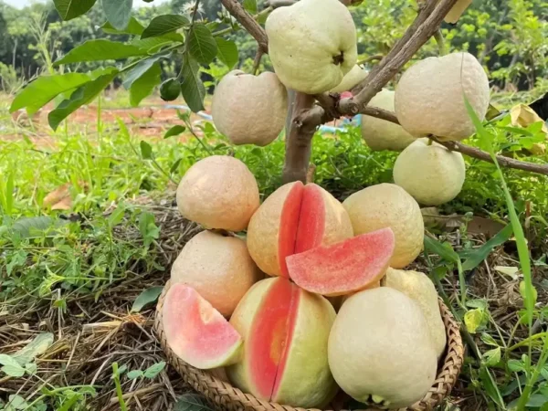 Red King Guava Plant With Red Flesh inside