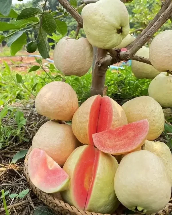 Red King Guava plant with red flesh fruit Red King Guava Plant With Red Flesh inside