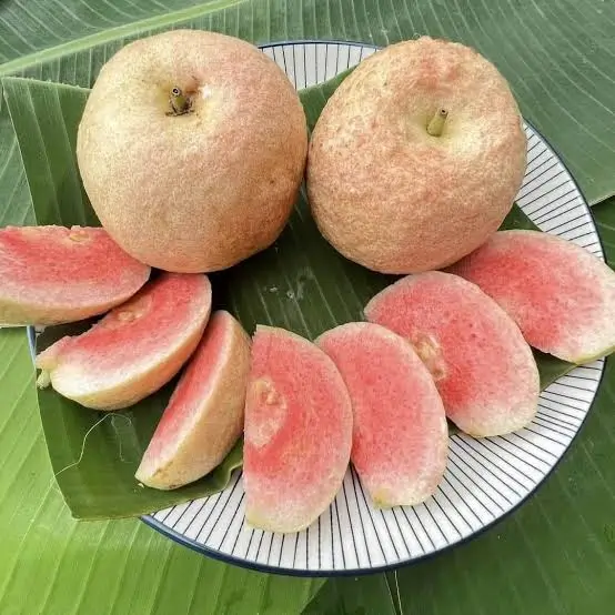 Red King guava fruit in plate
