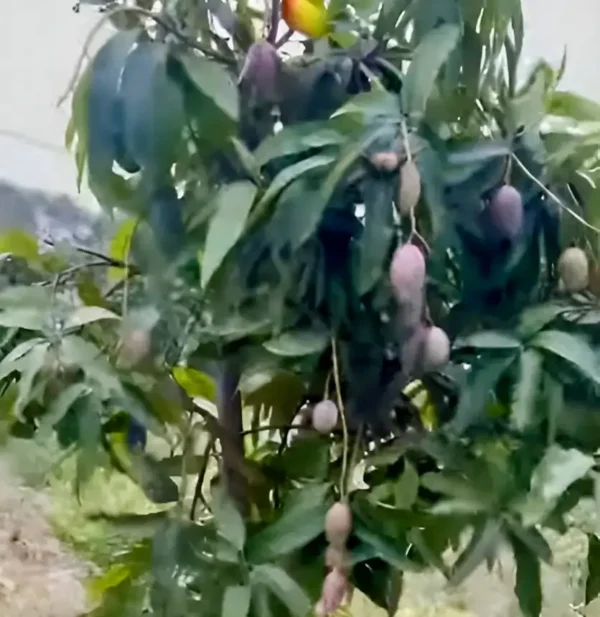 Shreshth mango plant Shreshth mango plant ripen fruits