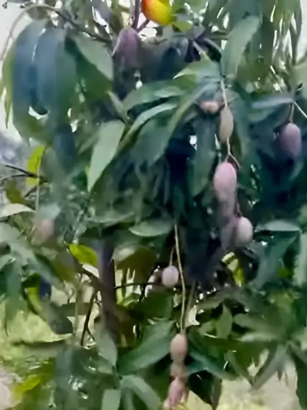 Shreshth mango plant ripen fruits