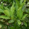 Buy allspice plant Online For Indian Home