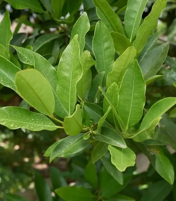 allspice-plant Buy allspice plant Online For Indian Home