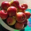 Apples in basket on weighing scale