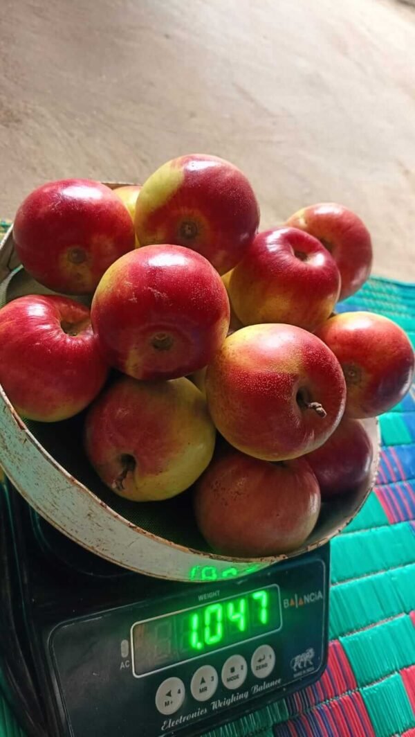 Apples in basket on weighing scale