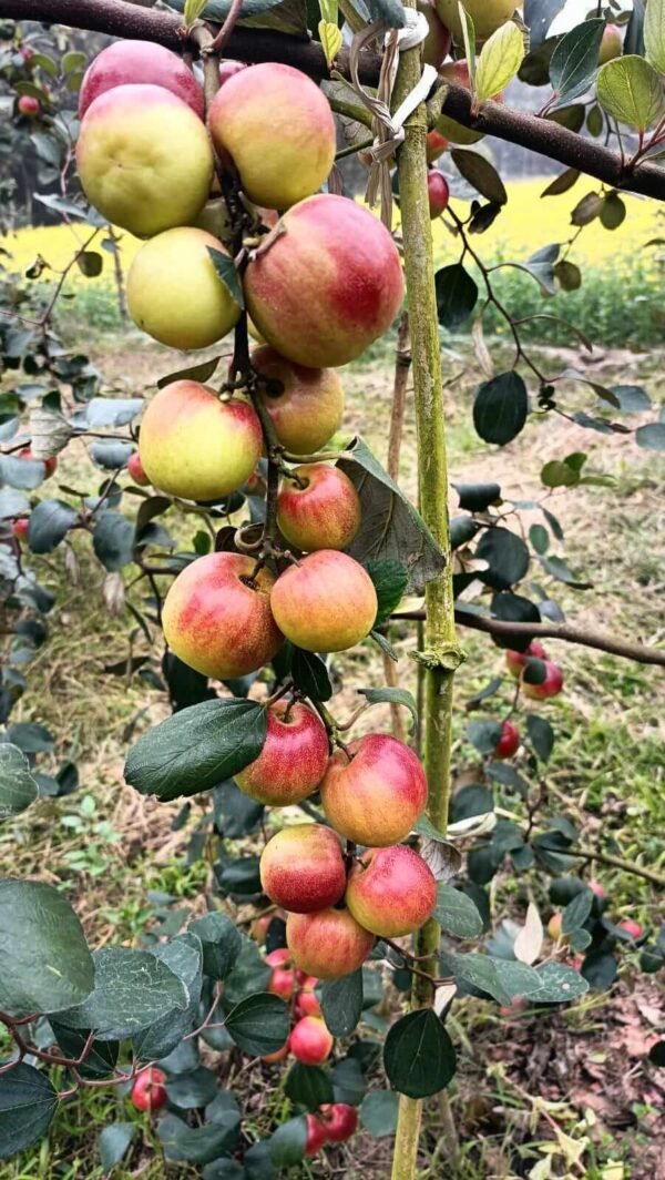 Taiwan Red Apple Ber plant with red ripe fruits