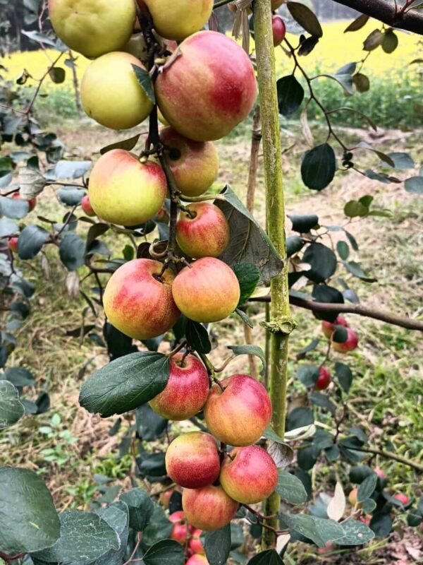 bunch-of-apple-fruits-on-tree-branch Taiwan Red Apple Ber plant with red ripe fruits