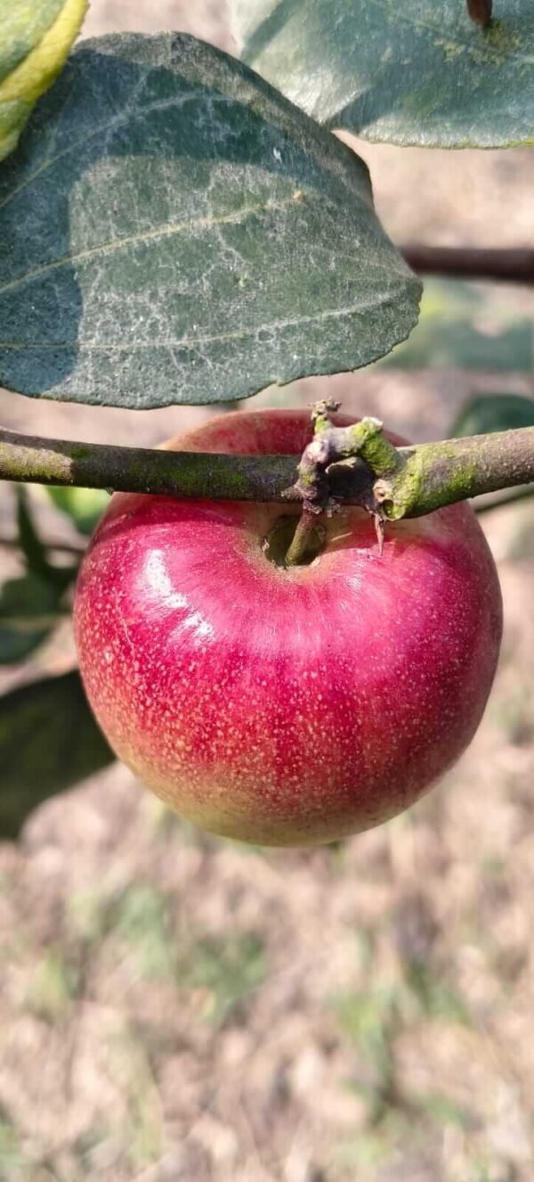 Fruit on grafted plant