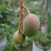 kasturi mango plant showing fruits on it
