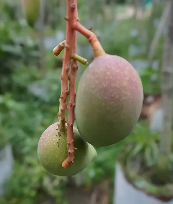 kasturi mango kasturi mango plant showing fruits on it