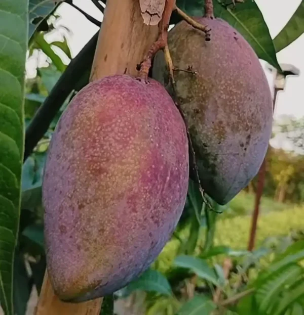 king-of-chakapat-mango King of Chakapat mango fruit red green color on tree